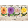 Dahlia XL 106620