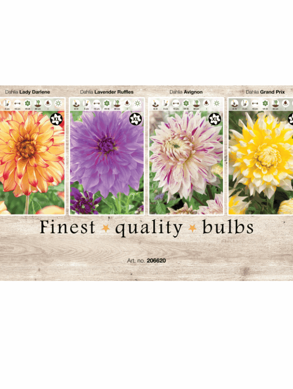 Dahlia XL 106620