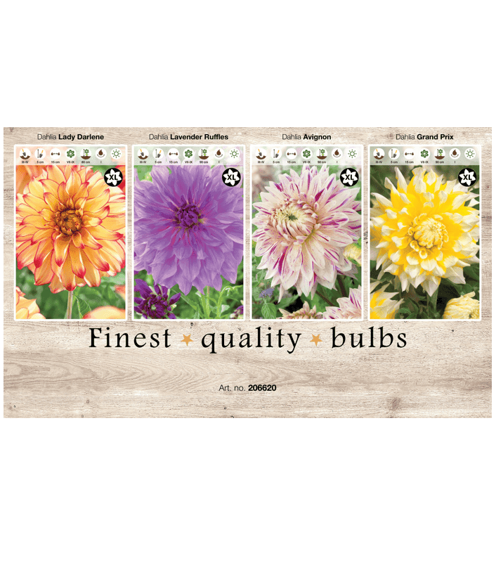 Dahlia XL 106620