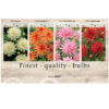 Dahlia Cactus 106621