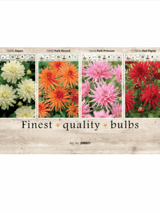 Dahlia Cactus 106621