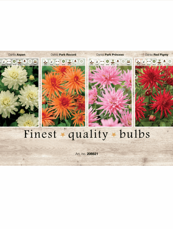 Dahlia Cactus 106621