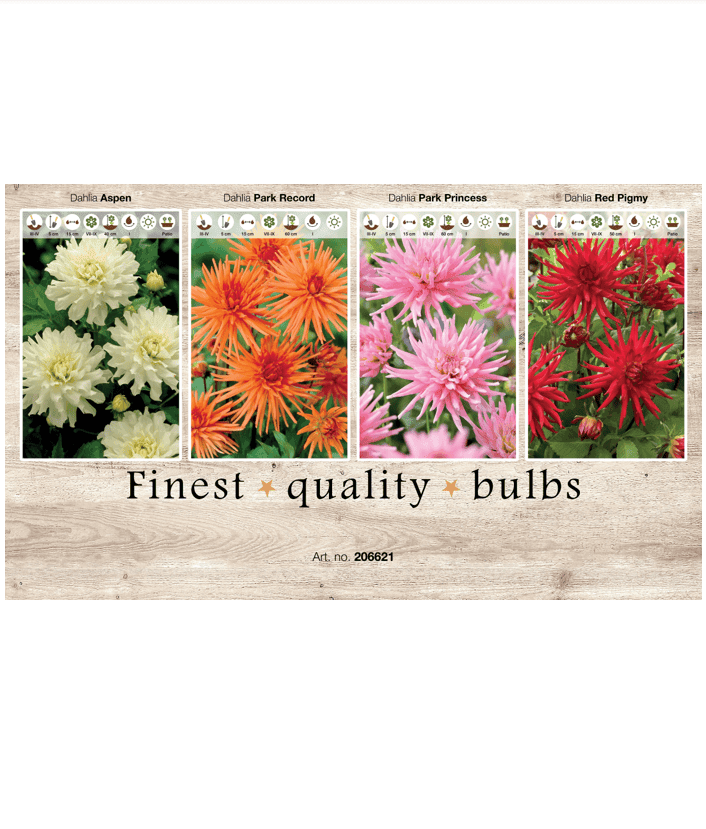 Dahlia Cactus 106621