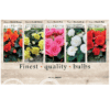 Begonia 106622