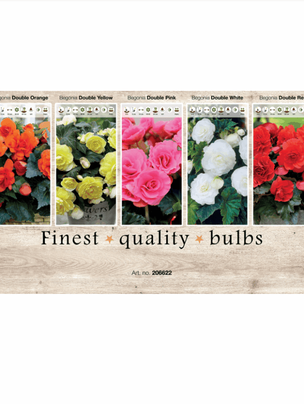 Begonia 106622