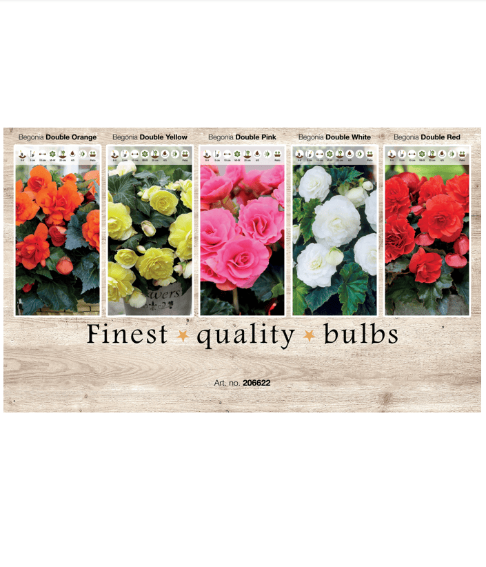 Begonia 106622