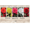 Begonia 106623