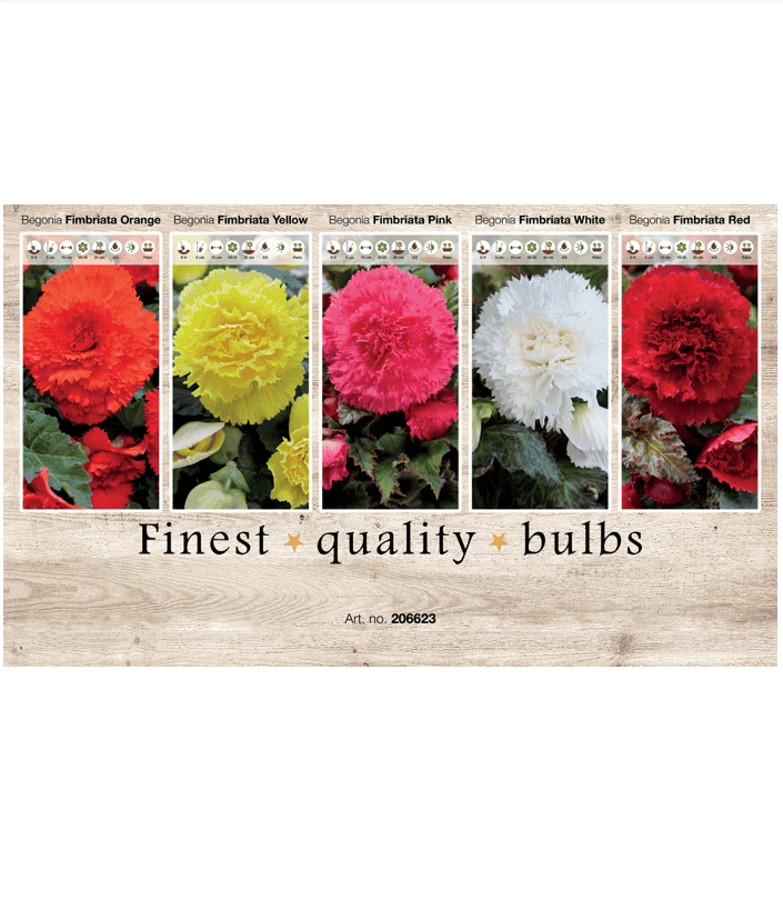 Begonia 106623