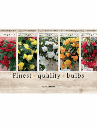 Begonia 106624