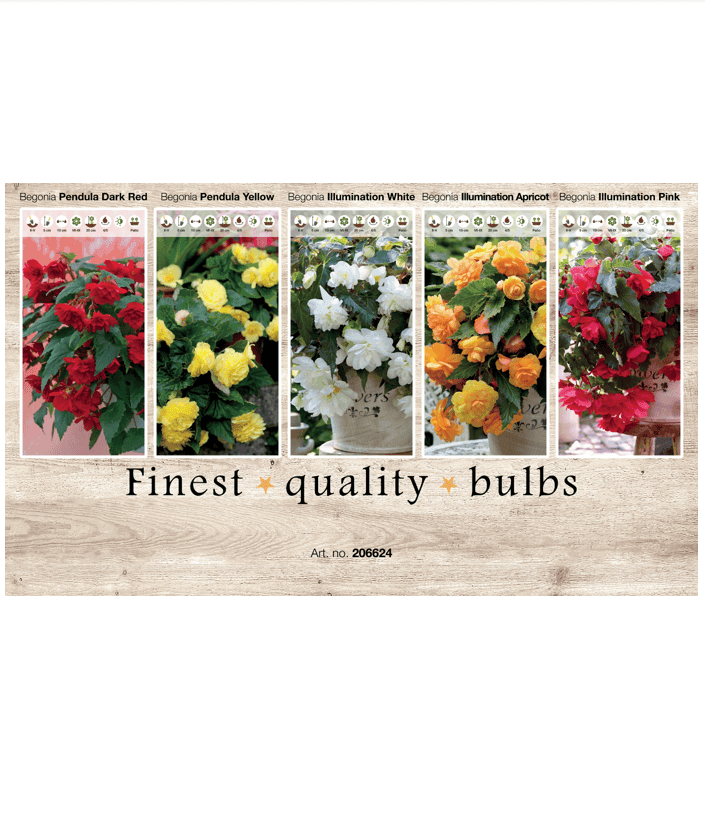 Begonia 106624
