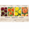 Dahlia Ball 106625