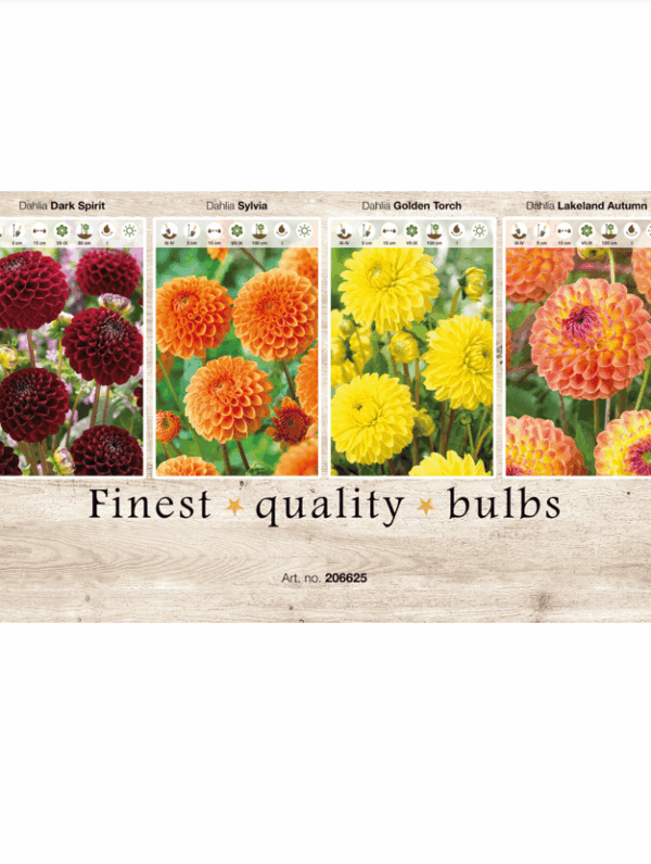 Dahlia Ball 106625