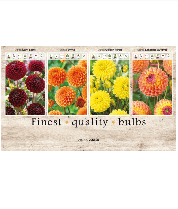 Dahlia Ball 106625