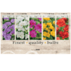 Freesia 106626