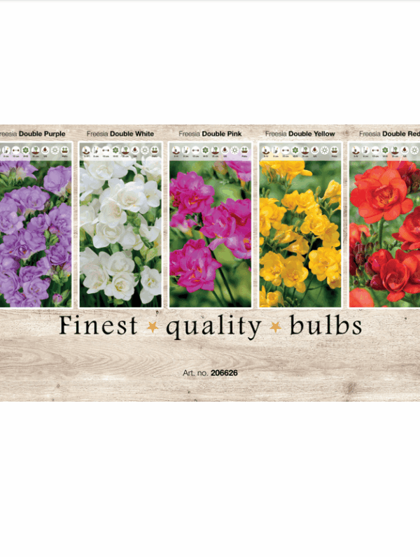Freesia 106626