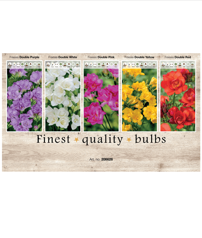 Freesia 106626