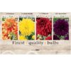 Dahlia XL 106627