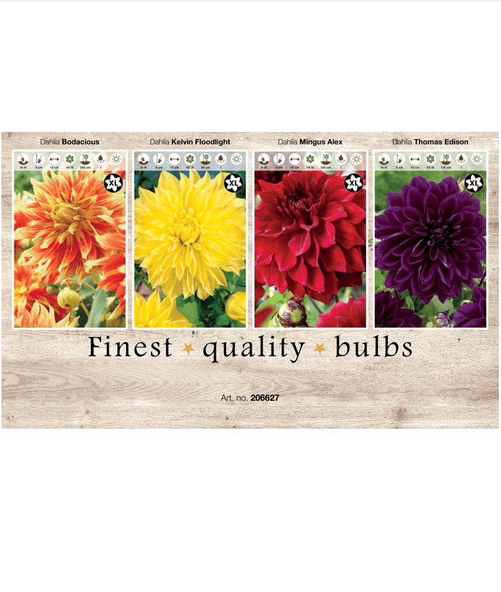 Dahlia XL 106627