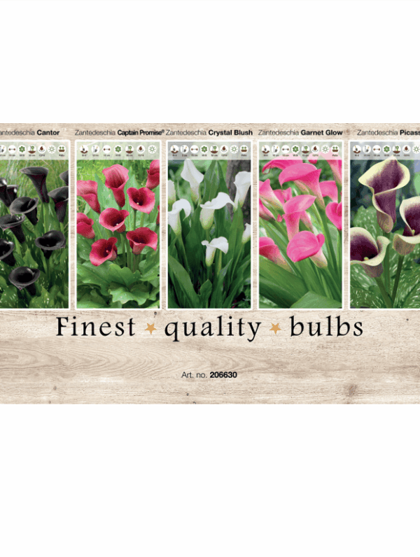 Zantedeschia 106630