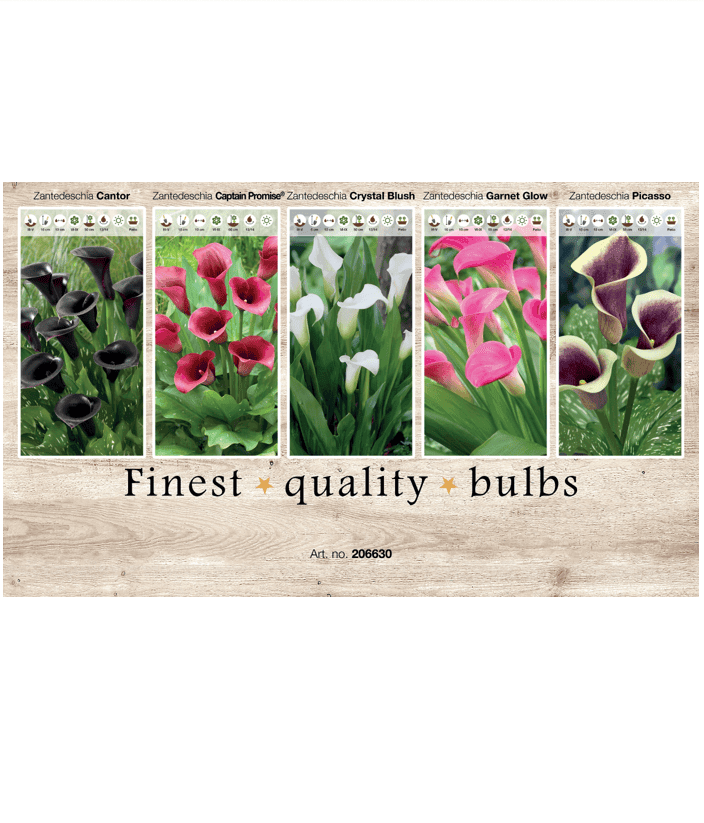 Zantedeschia 106630