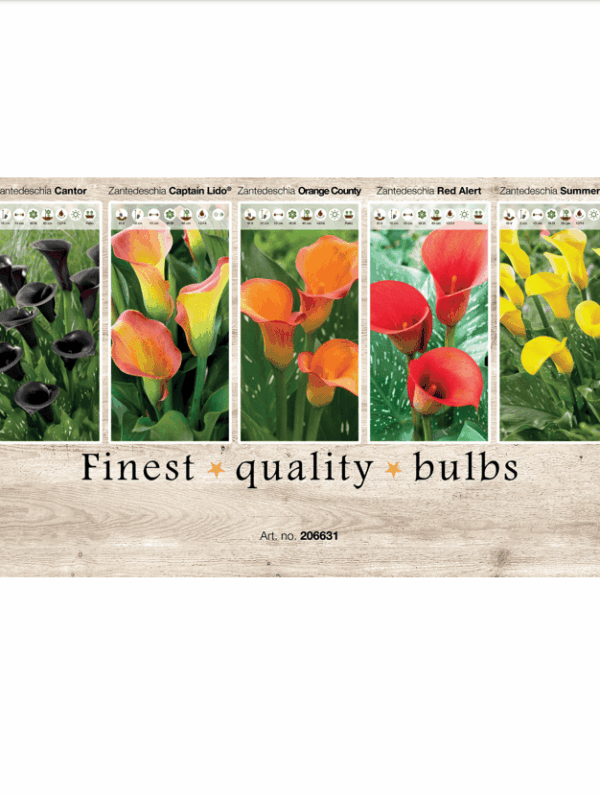 Zantedeschia 106631