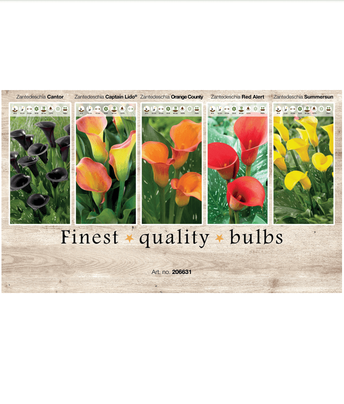 Zantedeschia 106631