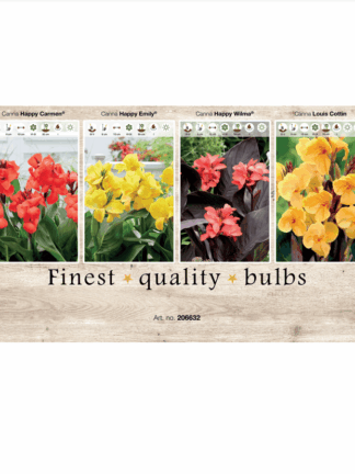 Canna 106632