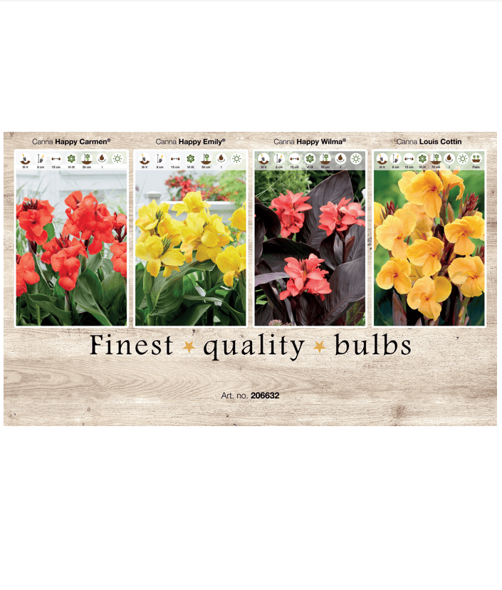 Canna 106632