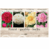 Paeonia 106634
