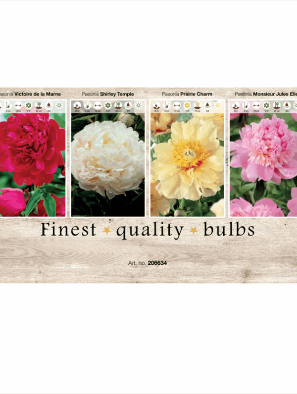 Paeonia 106634