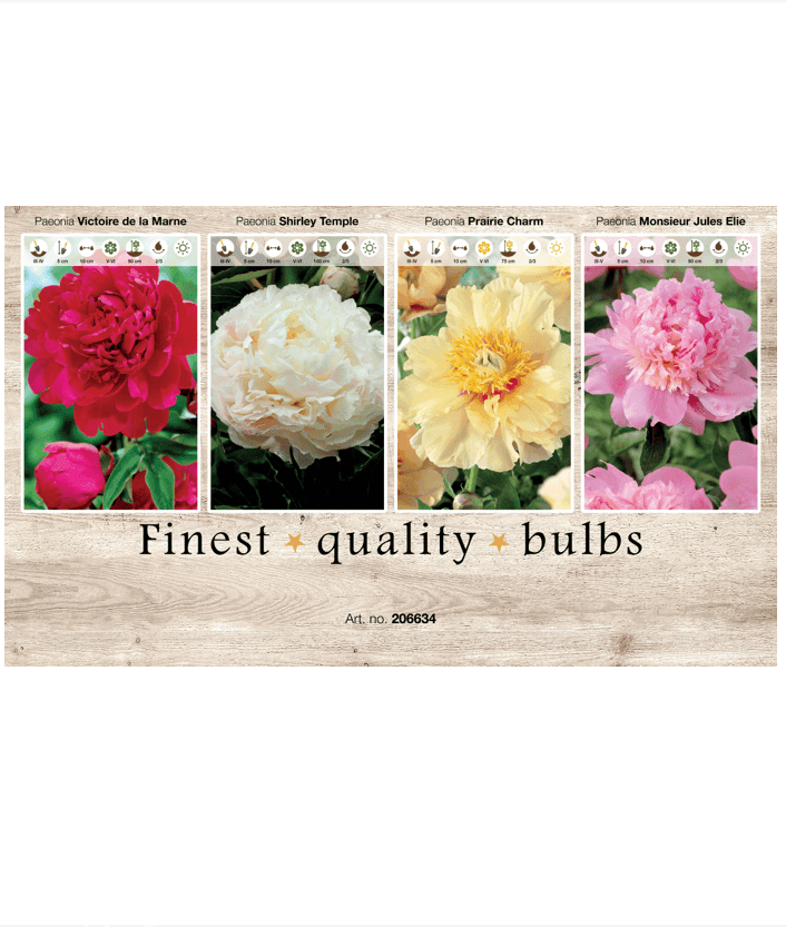 Paeonia 106634