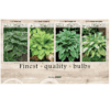 Hosta 106635