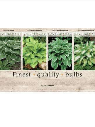 Hosta 106635