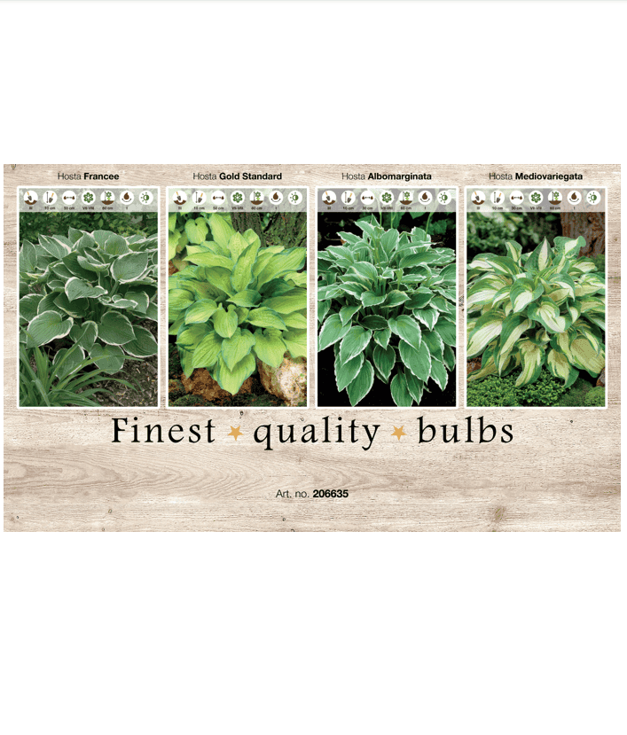Hosta 106635
