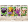 Iris Germ. 106637