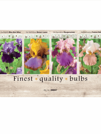 Iris Germ. 106637