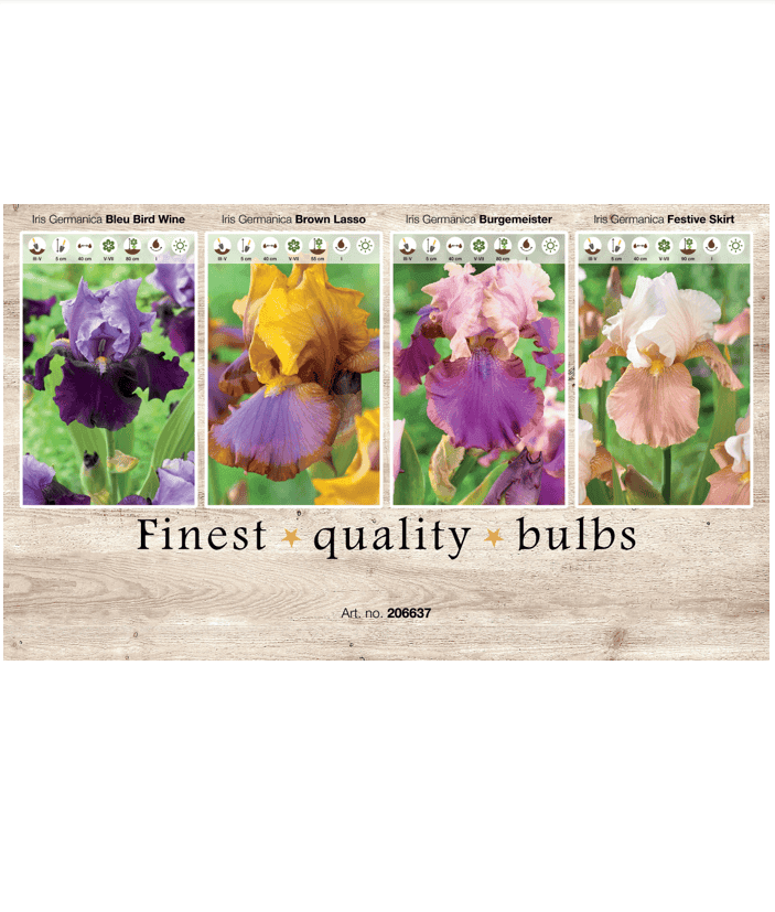 Iris Germ. 106637