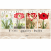 Amaryllis 106638