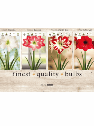 Amaryllis 106638