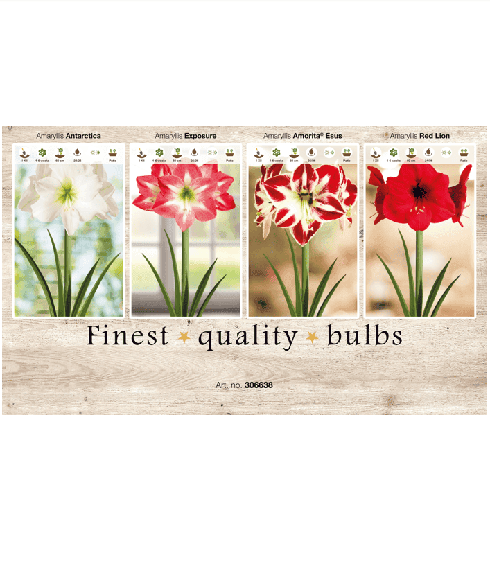 Amaryllis 106638