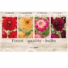 Dahlia Deco 106640