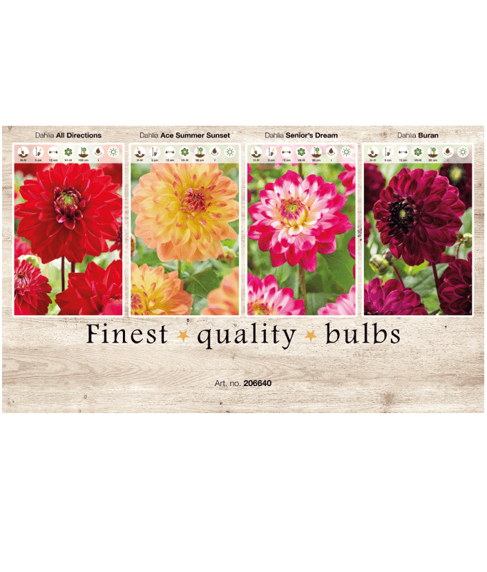 Dahlia Deco 106640