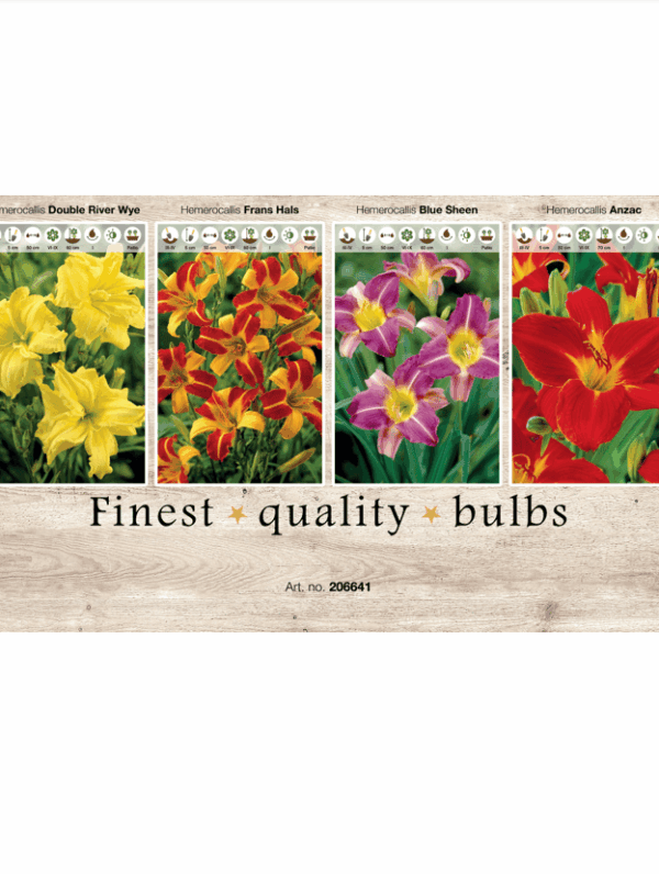 Hemerocallis 106641