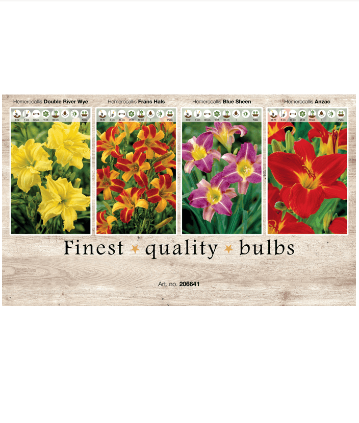 Hemerocallis 106641