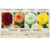 Dahlia Deco 106644