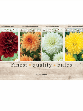 Dahlia Deco 106644