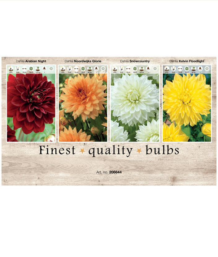 Dahlia Deco 106644