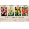 Canna 106648