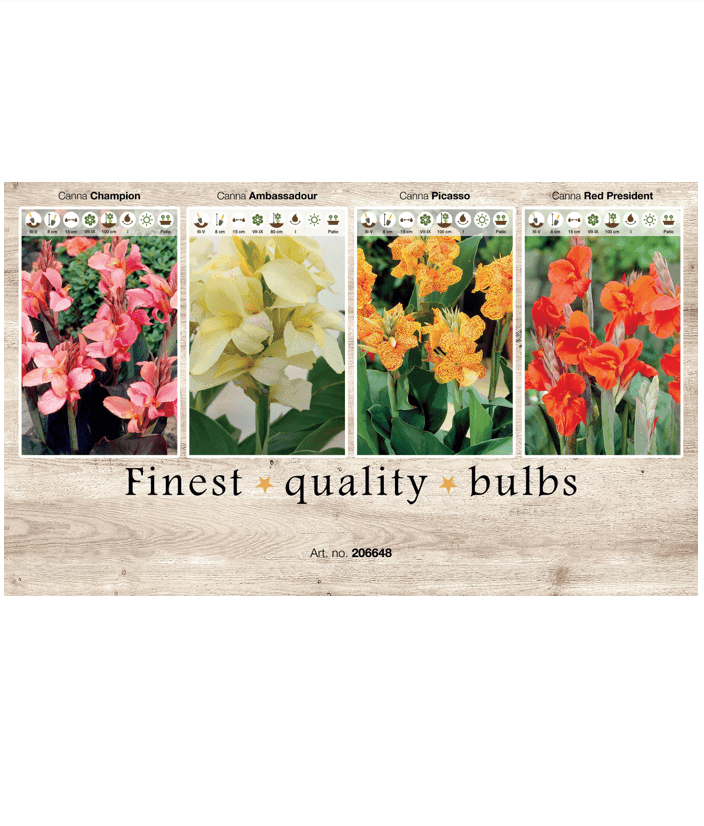 Canna 106648