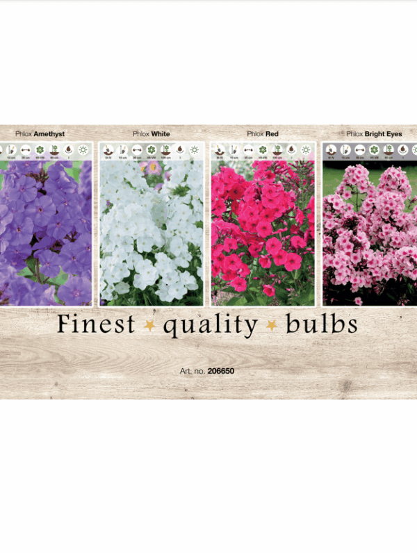 Phlox 106650